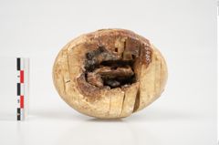 Foto von Elfenbeinschwertknauf (NHMW-PRAE-026406)